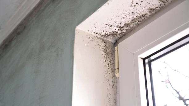 Best Air Quality Testing for Mold Spores  in St Bonaventure, NY