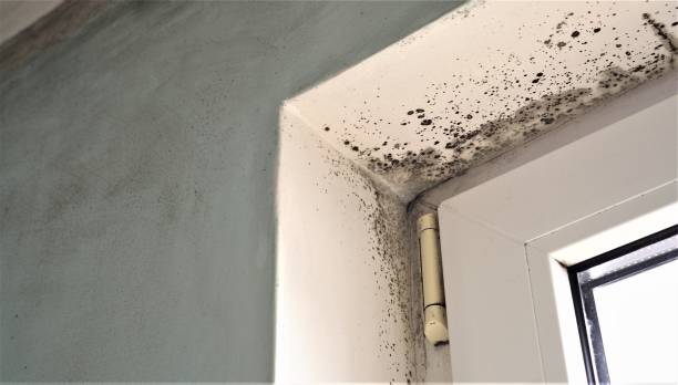 Best Biohazard Mold Removal  in St Bonaventure, NY