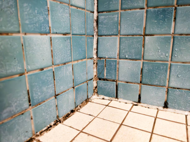  St Bonaventure, NY Mold Removal Pros