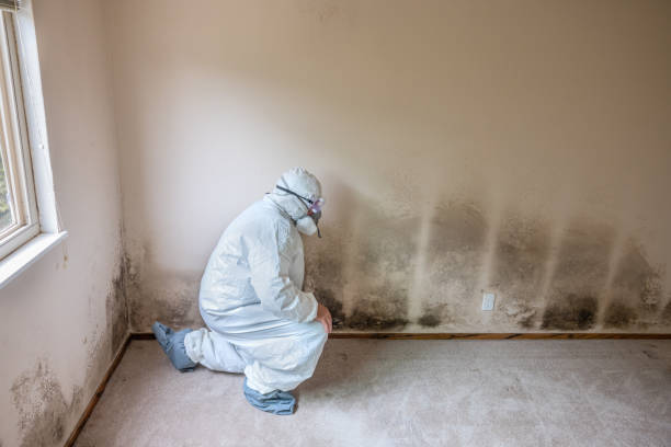 Best Mold Odor Removal Services  in St Bonaventure, NY