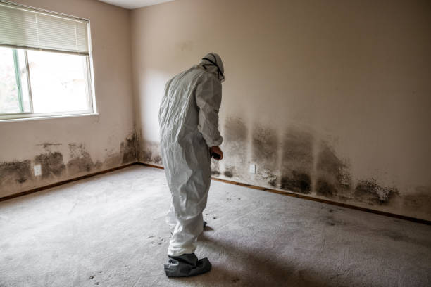 Best Basement Mold Removal  in St Bonaventure, NY