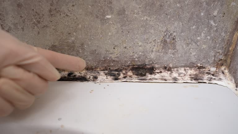 Best Industrial Mold Remediation  in St Bonaventure, NY